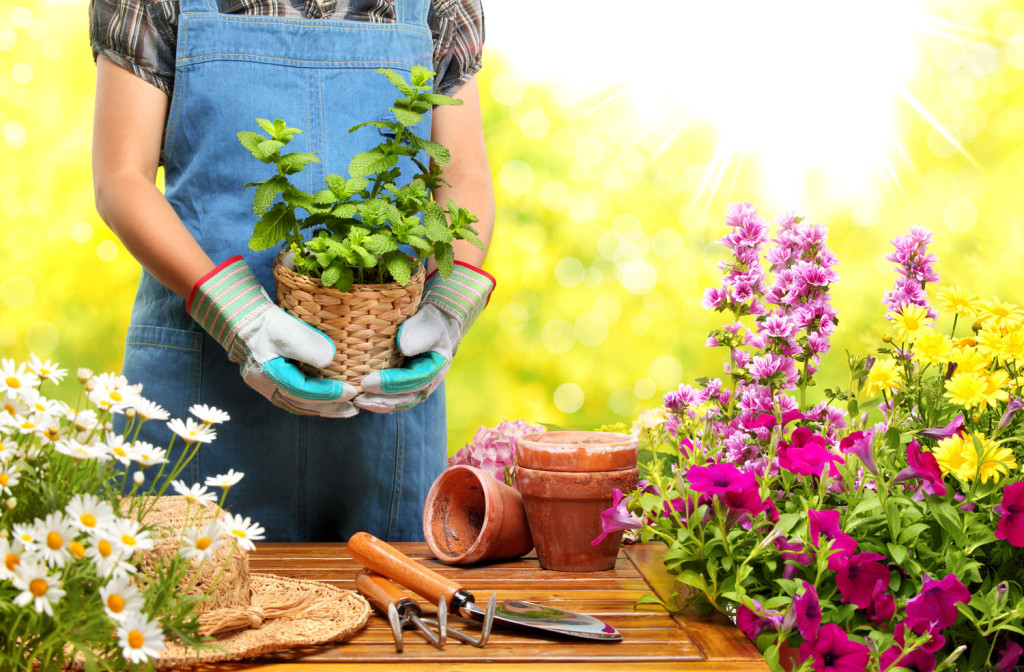 Gartenpflege im Juli - darauf sollten Sie achten!