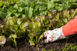 Die besten Tipps für Ihren Nutzgarten im Herbst