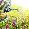 Blumen im Garten richtig gießen