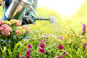 Blumen im Garten richtig gießen