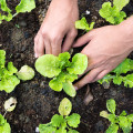 Gemüse im eigenen Garten anbauen – Tipps & Tricks