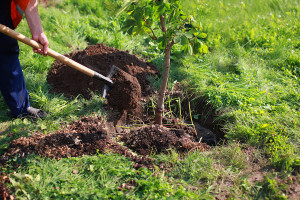 Obstbäume im Garten – Tipps zum Pflanzen, Düngen und Co.