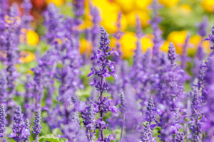 Wilde Blumen im Garten